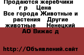 Продаются жеребчики 14,15 16 г.р  › Цена ­ 177 000 - Все города Животные и растения » Другие животные   . Ненецкий АО,Вижас д.